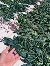 Image result for Indigofera dyeri