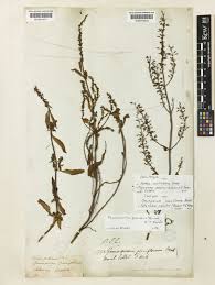 Image result for Platostoma sp. no. 2