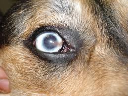 Conjunctivitis (inflammation of the white part of the eye and underside of the eyelid, can be caused by allergy or infection). Corneal Ulcers