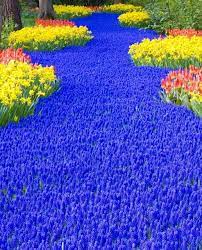 The ijsselmeer a lake in holland the maas and the waal are the main rivers. Pin By A Bulder On Welcoming Spring Spring Beauty Blue Flowers Spring Time