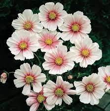Pin By Debb Nelson On Cosmos Flowers In 2020 Cosmos Flowers Flower Seeds Annual Flowers