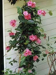 Mandevilla Is A Great Way To Add A Splash Of Color To Any Sunny Vertical Space In Your Garden Flowering Vines Pink Flowers Plants