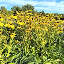 Image result for Renealmia susanneae-katziae