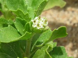 Image result for Acanthospermum australe