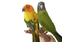 Las 7 mejores aves para el hogar | Estilo de Vida Hogar ...