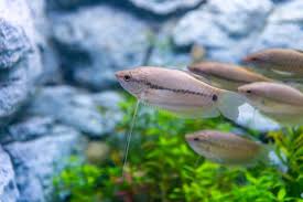 Maybe you would like to learn more about one of these? 10 Most Popular Types Of Gourami Fish With Some Facts Fish Tank Master
