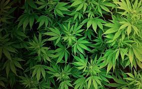 Weed ❤ 4k hd desktop wallpaper for 4k ultra hd tv • wide & ultra. Weed Wallpapers Hd Wallpaper Cave