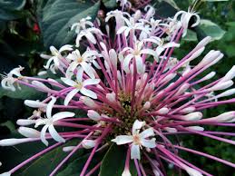 Image result for Clerodendrum fuscum