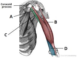 The extrinsic back muscles which functionally belong to the upper limbs but are situated on the posterior aspect of the. Muscles Of The Upper Arm Biceps Triceps Teachmeanatomy
