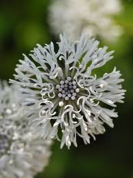 Image result for Catunaregam obovata