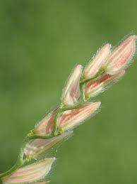 Image result for Leersia