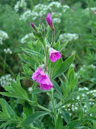 Image result for Epilobium hirsutum
