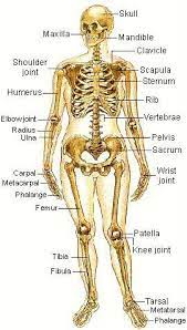 Name _ chapter 5 learning objectives: The Skeletal System The Skeletal System Serves Many Important Functions Anatomy And Physiology Physiology Human Skeletal System