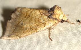 Image result for Telechrysis tripuncta