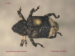 Image result for Buchnera cryptocephala