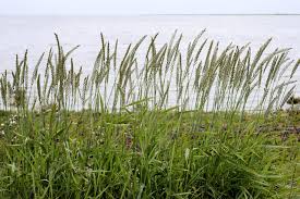 Image result for Elionurus platypus