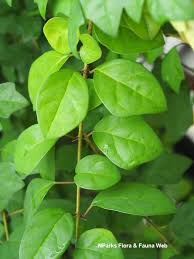 Image result for Gmelina