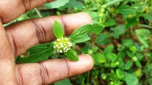 Image result for Mitracarpus