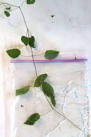 To make cuttings, take your shoots and divide them with a knife, cutting immediately above a leaf joint and then severing again, 5cm (2in) beneath it. Grow New Clematis Vines From Cuttings Clematis Plants Plant Cuttings Clematis Vine