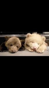 baby bears pls cute animals baby animals funny animals