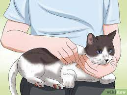 Ternyata bukan hanya manusia lho yang minum jamu, tapi kucing juga. Cara Memberikan Obat Tetes Mata Kepada Kucing 11 Langkah
