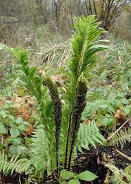 Shop fine gifts from monticello! How To Grow Ostrich Fern A Native Plant Dengarden