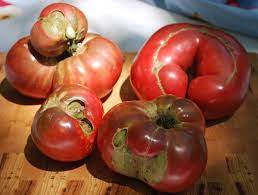 My cherry tomatoes and sweet 100's are fine. Pin On Miller Organic Farm