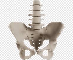 Check spelling or type a new query. Anatomi Tubuh Manusia Kerangka Manusia Sistem Reproduksi Wanita Organ Yang Lain Bermacam Macam Biologi Png Pngegg