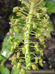 Image result for Ledebouria revoluta