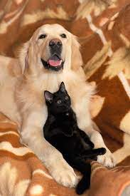 This is a place where dogs or cats are housed temporarily for a fee, and also be an alternative to a pet sitter for your absence. Pet Sitting For Your Furry Or Feathered Friends Housesit Match