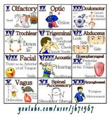 12 Cranial Nerves Nursing School Nursing Students Nursing School Studying