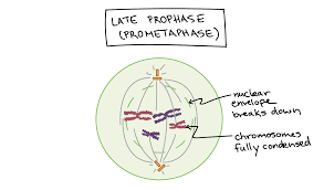 Maybe you would like to learn more about one of these? Phases Of Mitosis Mitosis Biology Article Khan Academy