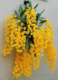 Dendrobium Fimbriatum Var Occulatum Hanging Orchid Unusual Flowers Beautiful Flowers