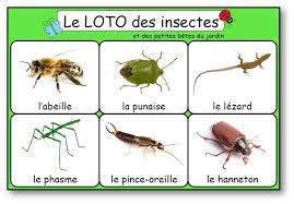 epingle sur decouvrir le vivant
