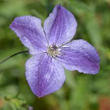 Maybe you would like to learn more about one of these? Clematis Super Night Online Kaufen