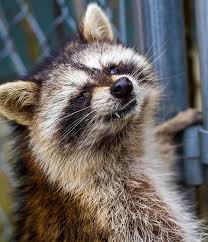 In may of 2003 a raccoon jumped up on the cat table to eat his dinner. Local Concerns For Dogs And Raccoons With Distemper Animal Hospital Of North Asheville