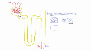 Concept Of Free Water Clearance An Intuitive Understanding Youtube