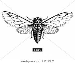 The delicate flower rises from the mud. Cicada Tattoo Images Illustrations Vectors Free Bigstock