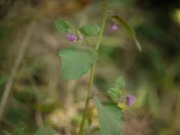Image result for Blumea axillaris