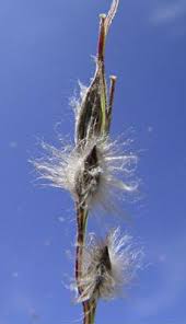 Image result for Digitaria nitens