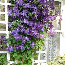 Check spelling or type a new query. Egrow 100pcs Pack Mixed Colors Clematis Seeds Flower Vines Bonsai Perennial Climbing Plant