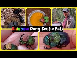 The elaborate and striking color pattern exhibited in these beetles earns them their name. Phanaeus Vindex Rainbow Dung Beetle Pets Phanaeus Rainbowdungbeetle Youtube
