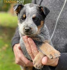 Americanlisted features safe and local classifieds for everything you need! Blue Heeler Puppies Online