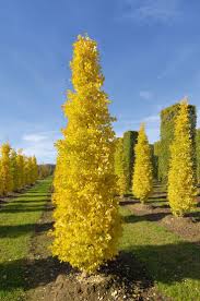 Goldspire Ginkgo Ginkgo Tree Trees To Plant Plants
