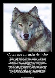 Imagen Relacionada Lobos Enamorados Amor De Lobo Frases De Lobos