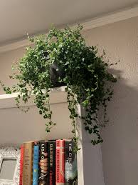 A 19th century house in antwerp is home to a garden grown wild, with vines creeping up indoor walls. Pin On My Garden