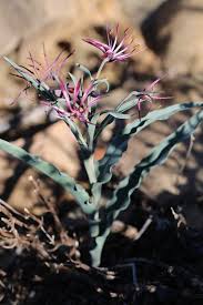 Image result for Ornithoglossum viride