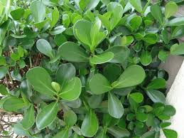 Image result for Clusiaceae