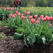 Bunga bakung berkembang biak dengan indeed recently is being hunted by consumers around us, perhaps one of you personally. Cara Menanam Bunga Tulip Bunga Pernikahan