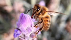 In short, pollen is essential for the development and growth of a beehive. How Bees Turn Nectar Into Honey Youtube
